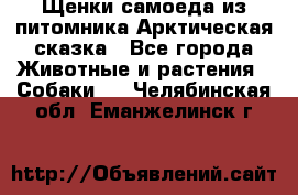 Щенки самоеда из питомника Арктическая сказка - Все города Животные и растения » Собаки   . Челябинская обл.,Еманжелинск г.